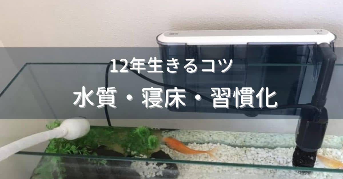 金魚を長生きさせるコツ