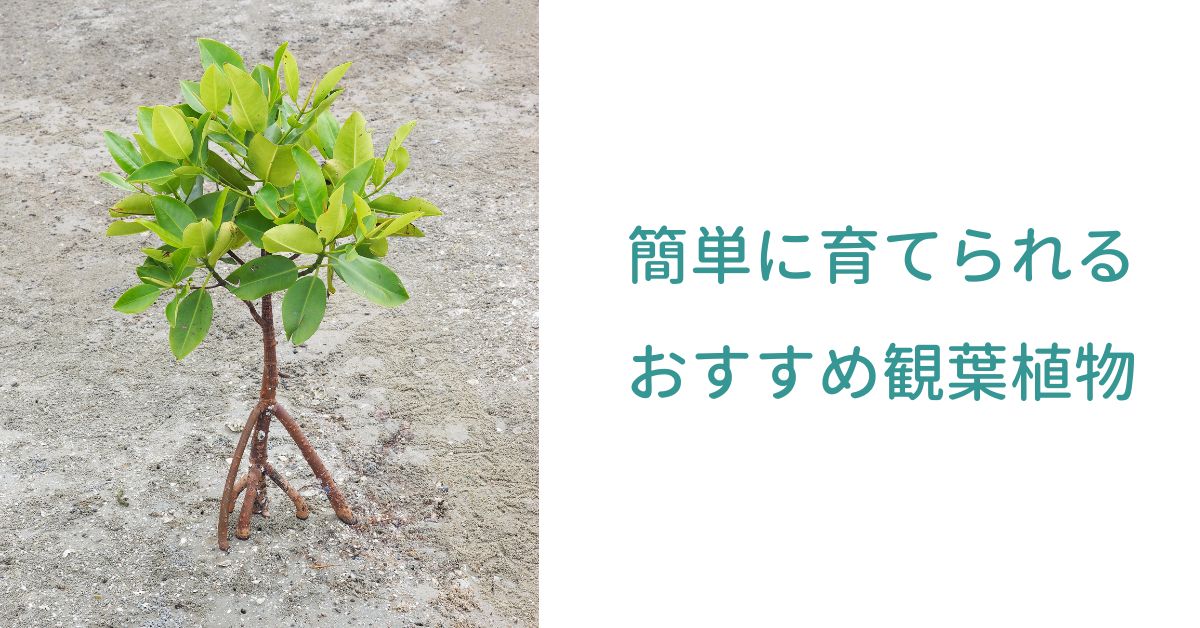 おすすめ観葉植物